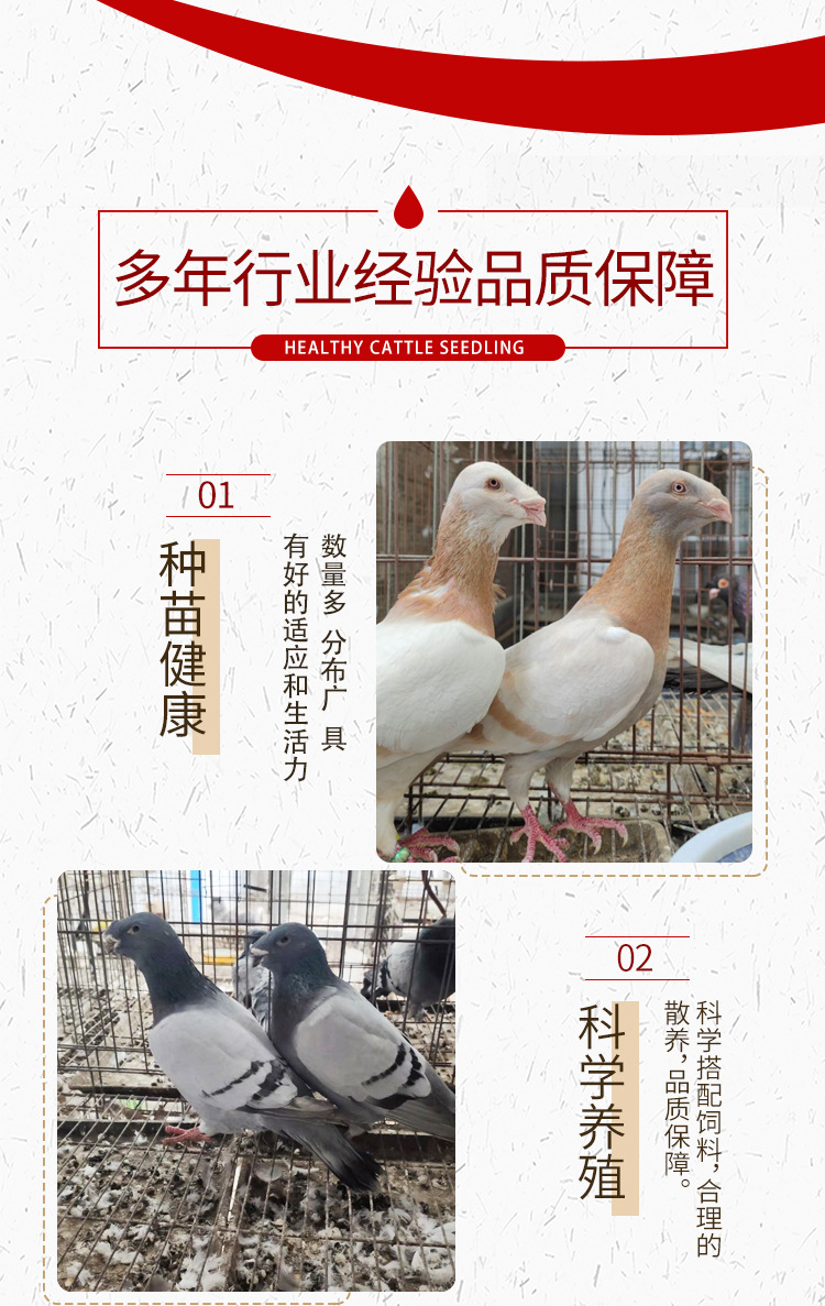 美河马鸽 黄杠马头鸽子 瓦灰蛇头鸽子 白马头 观赏鸽种鸽