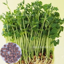 芽苗菜种子 麻豌豆种子 龙须豌豆苗芽豆四季阳台水培豌豆苗种子
