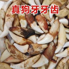 真狗牙饰品狼牙吊坠漂白藏獒牙批发项链手链脚链地摊景区货源标本