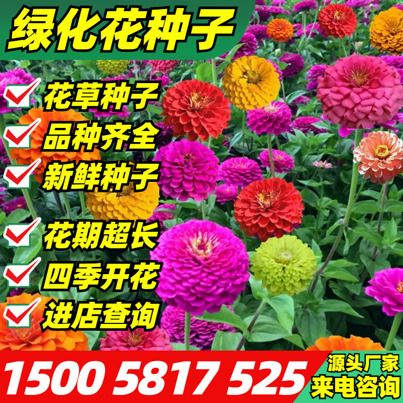 批发百日草种子百日菊花籽草花子四季开花野花组合种花海草花种子