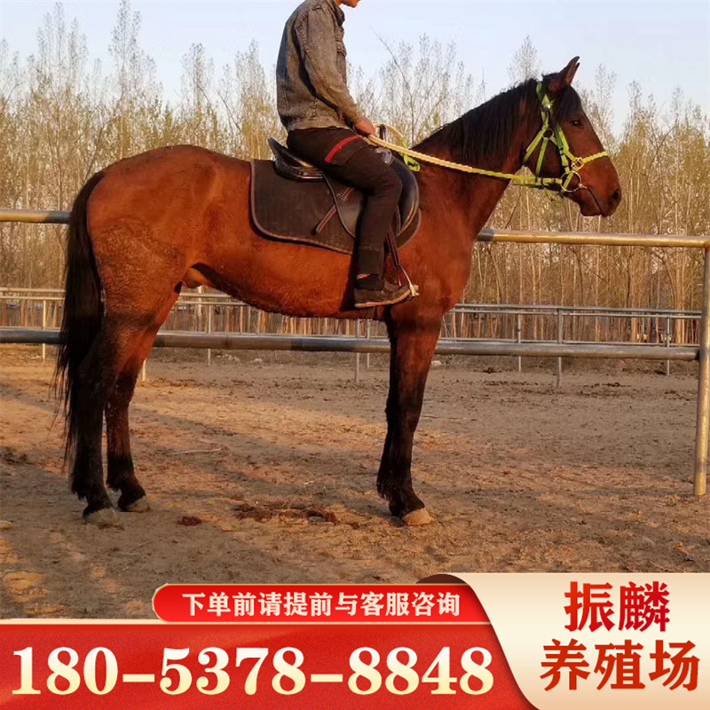 现在驯好能骑的景区骑乘马多少钱一匹 伊犁马和蒙古马价格-阿里巴巴