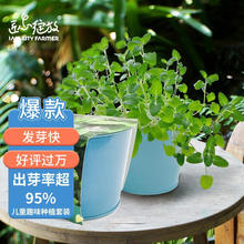 IAM City Farmer薄荷罗勒百里香DIY趣味种植盆栽桌面种植盆栽批发