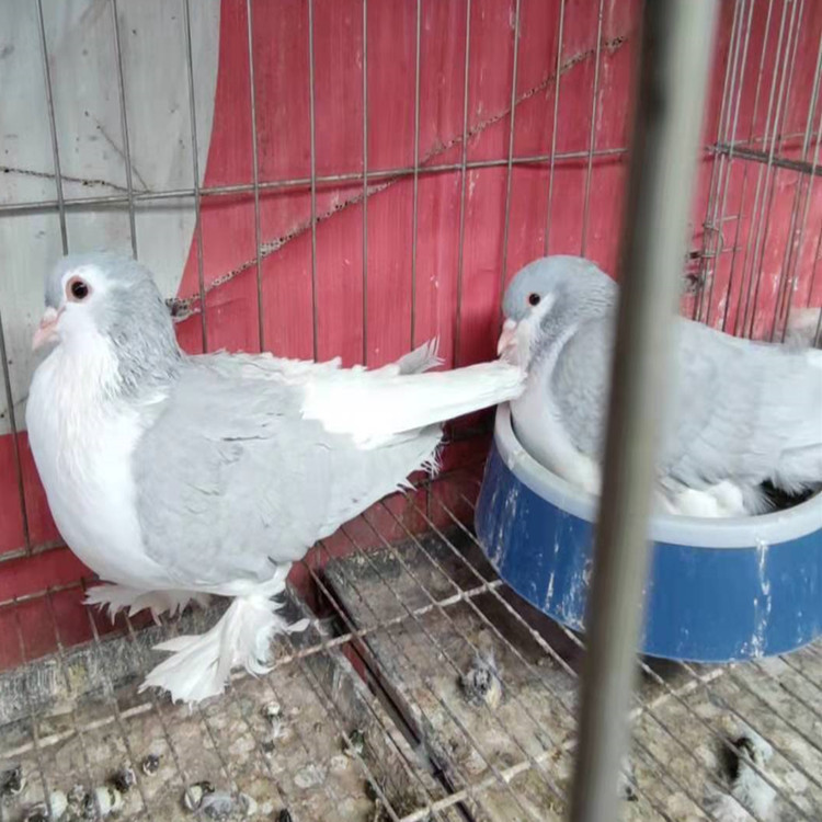 拉合尔鸽子 海鸥鸽 马甲芙蓉鸽子 鼓手鸽 孝头天使观赏鸽子养殖