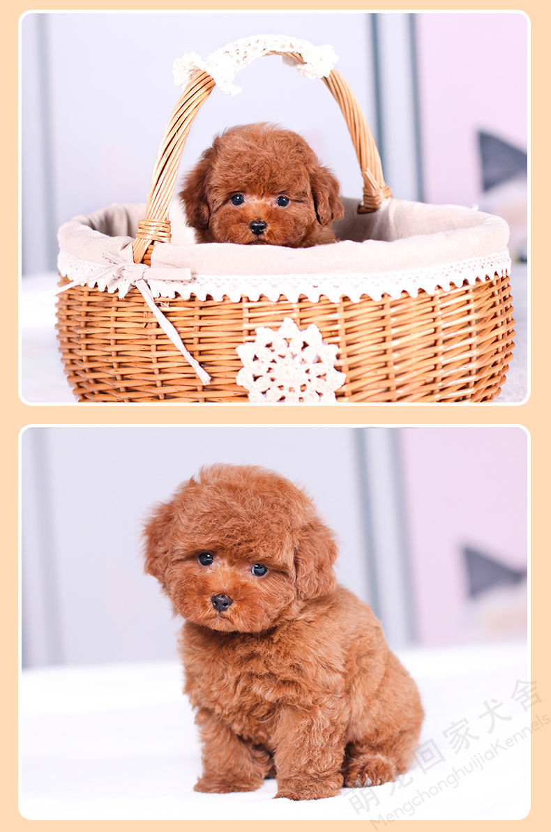 【今日特价】泰迪幼犬纯种贵宾犬活体茶杯小泰迪犬幼崽宠物小型犬