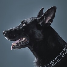 纯种瑞士牧羊犬活体狼狗白德牧幼犬大型护卫犬血统白色牧羊犬养殖