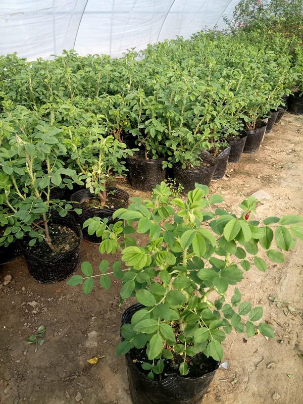 可食用玫瑰花苗大马士革嫁接平阴丰花一号四季开花阳台庭院盆栽