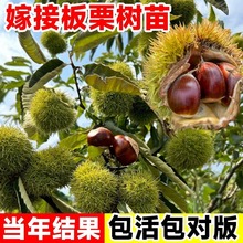 板栗苗树南北方栗子特大油板栗苗大红袍嫁接种植当年结果水果树苗