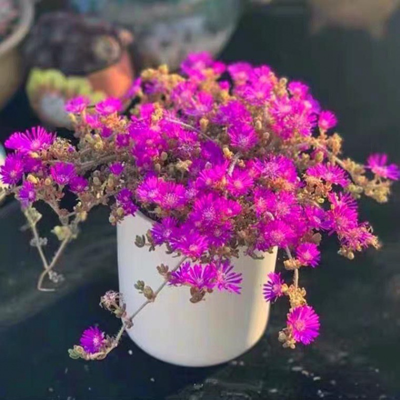 网红番杏科荧光兔多肉植物办公植物室内绿植新款枝干番杏耐旱耐涝