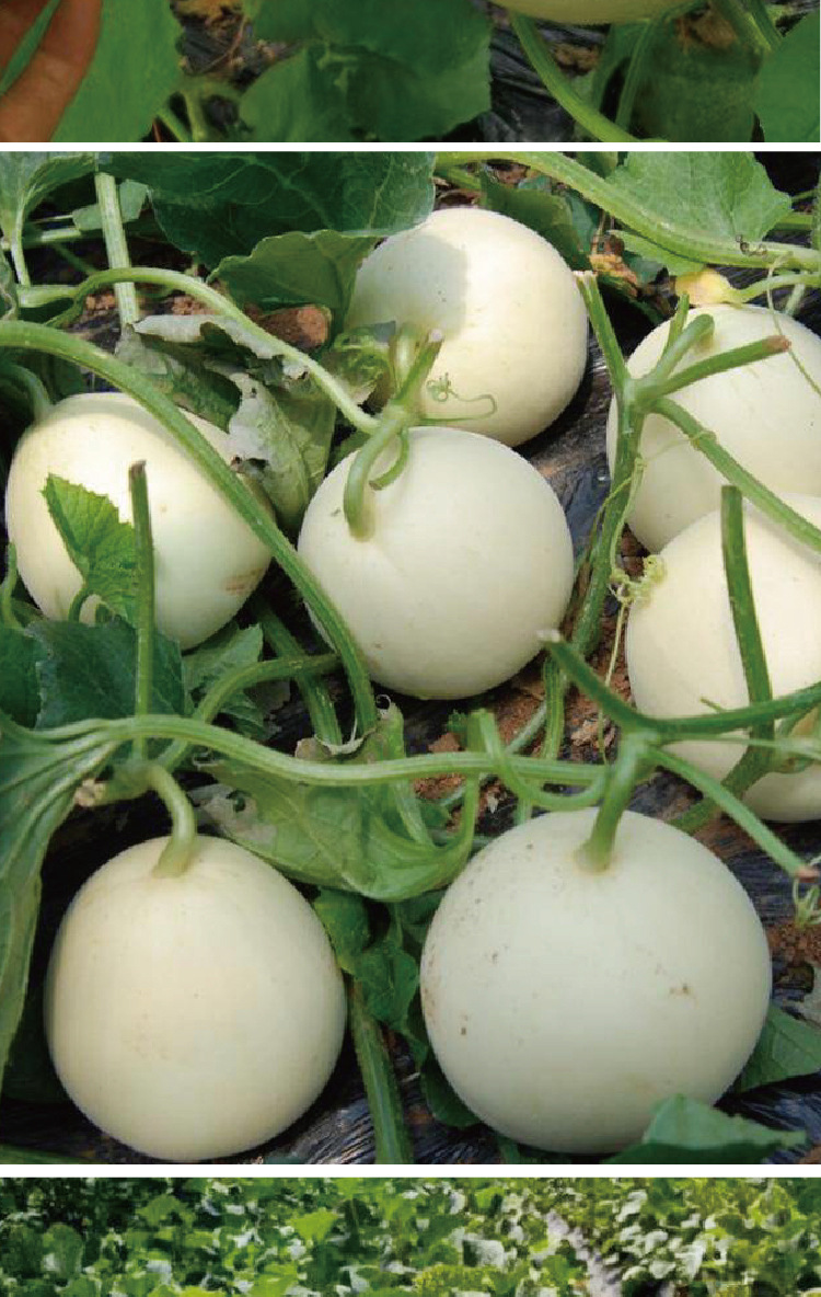 拖车头白糖罐甜瓜种子早熟甜脆厚肉白嫩甜瓜种籽农田菜园甜瓜种子