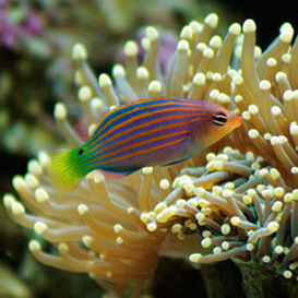 六线龙 海水鱼活体 六线龙鱼六线狐吃虫隆头鱼快递发货包活珊瑚鱼