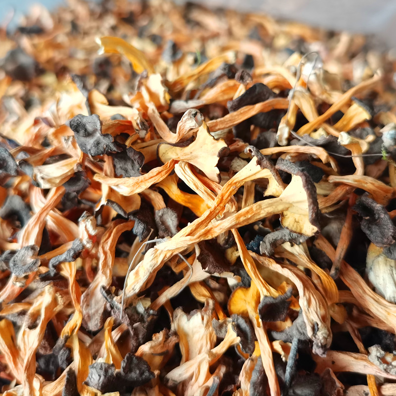 野生桂花菌干货寒菌云南大理士特产鸡油菌蘑菇香气口感好适合煲汤