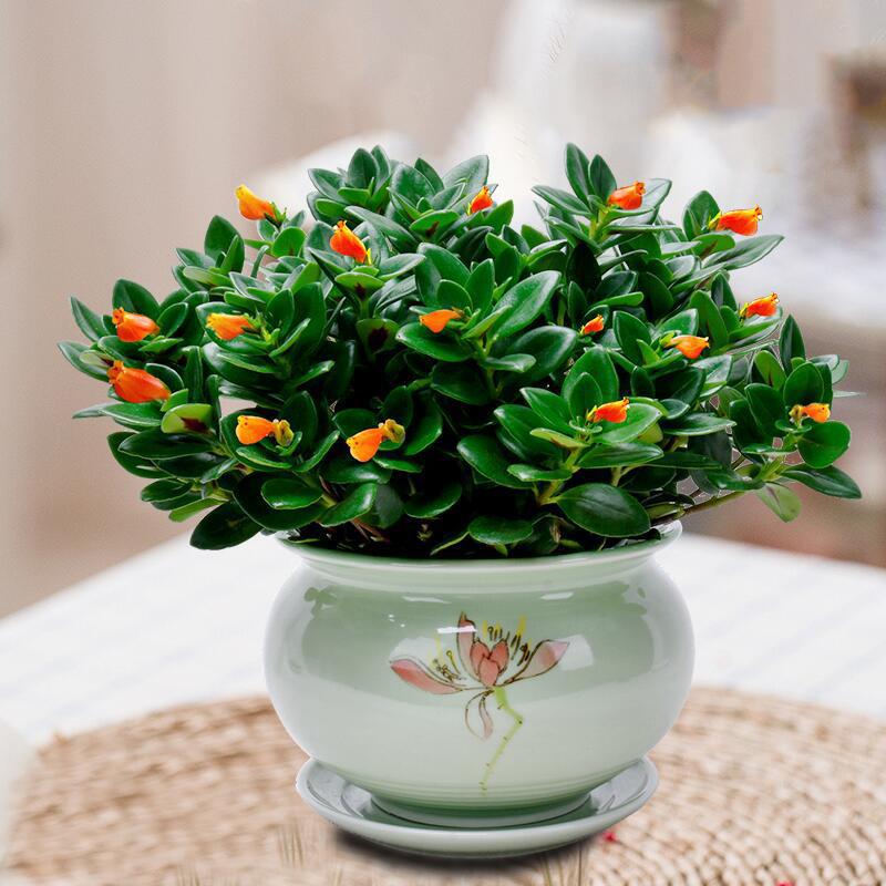 金鱼花吊兰盆栽植物室内阳台办公室垂吊花卉四季开花不断好养绿植