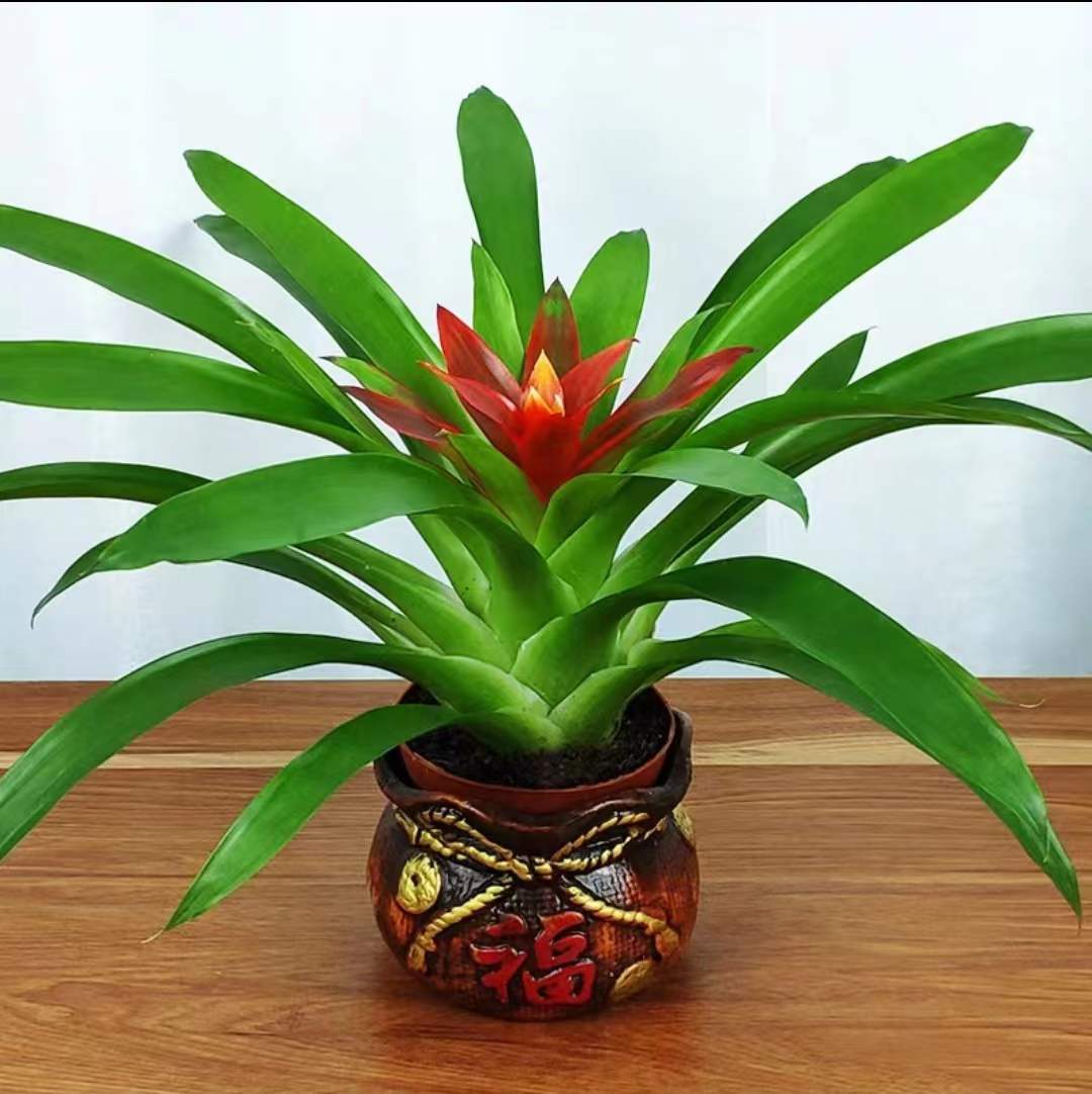 鸿运当头水培盆栽易活植物办公室内红心花卉绿植大型凤梨阳台客厅