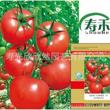 以色列奇欧佳美大红果番茄种子 F1秋延越冬早春高产西红柿种