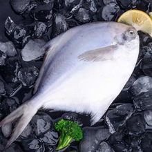 东海大白鲳鱼1斤2条新鲜银鲳鱼平鱼鲜活冷冻水产深海鱼大鲳鱼
