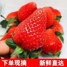 双流冬四季酸草莓新鲜商用水果奶茶烘焙饮品糖葫芦专用9斤包邮