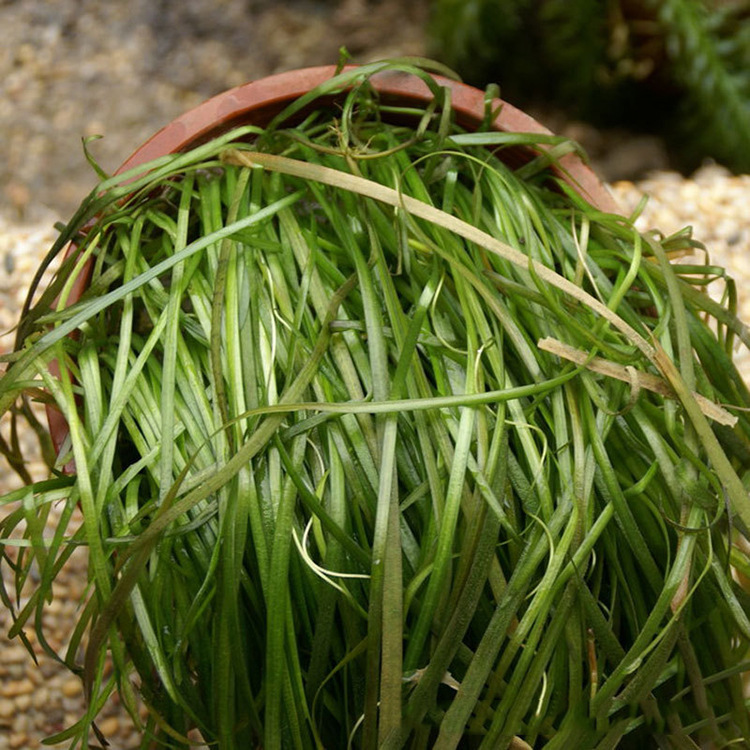 基地出售矮生苦草水生植物 四季常青水体绿化苦草 虾蟹鱼饲料