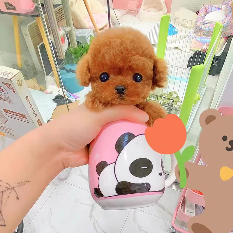ly纯种比熊幼犬活体比熊犬泰迪犬小型犬茶杯犬博美犬茶杯犬宠物狗