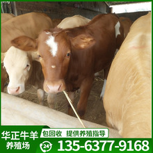 养殖场出售利木赞牛牛犊改良肉牛犊纯种肉牛安格斯牛母牛犊价格