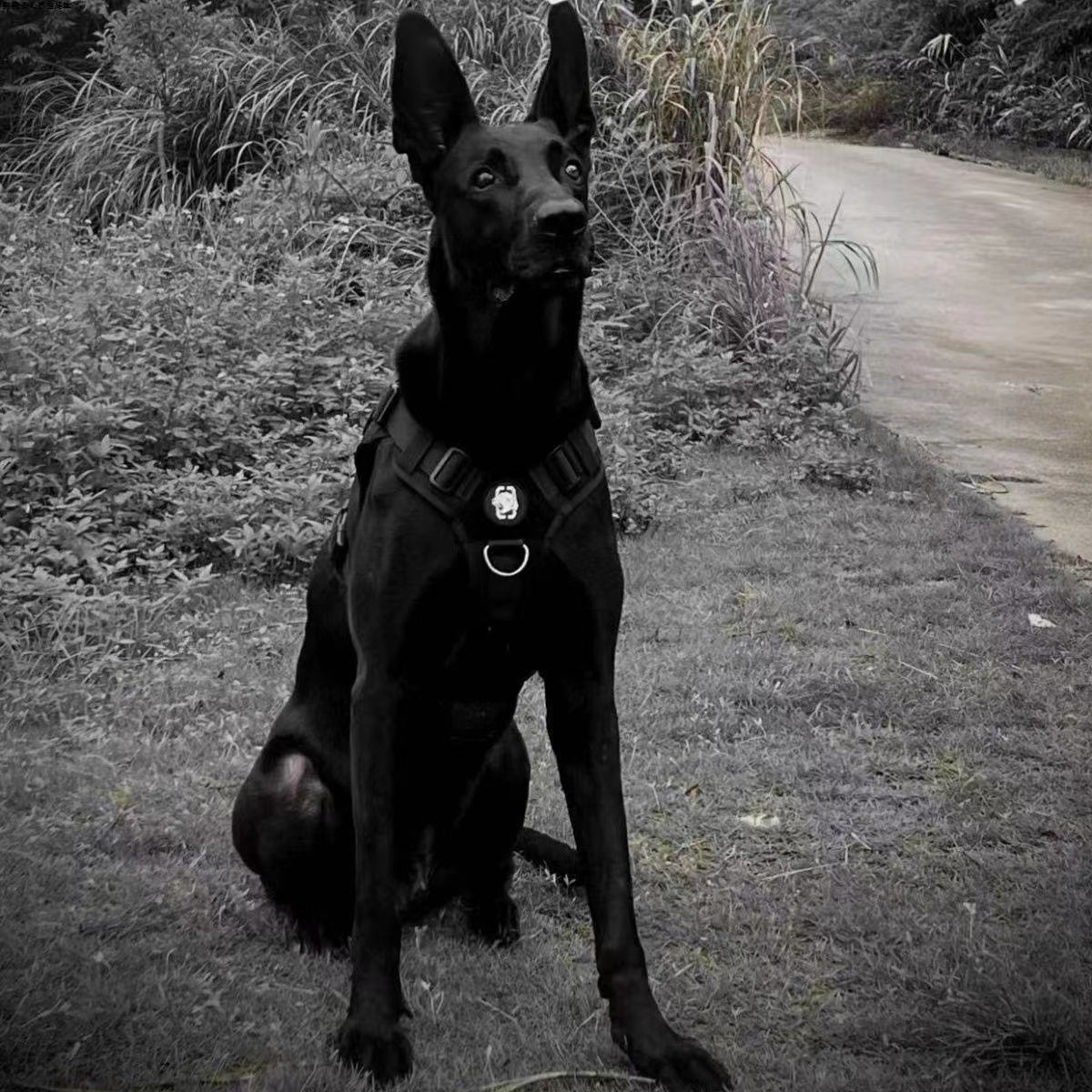 黑狼犬纯种幼犬活体黑狼幼犬看家护院大型犬大骨架正宗黑狼犬活物