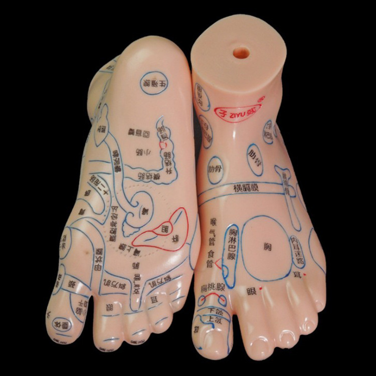 足模型足穴按摩19cm足底反射区脚模型人体穴位足疗足部按摩刻字版