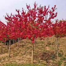 梅花树苗庭院盆栽室外耐寒冬梅红梅腊梅浓香地栽盆景四季花卉植物