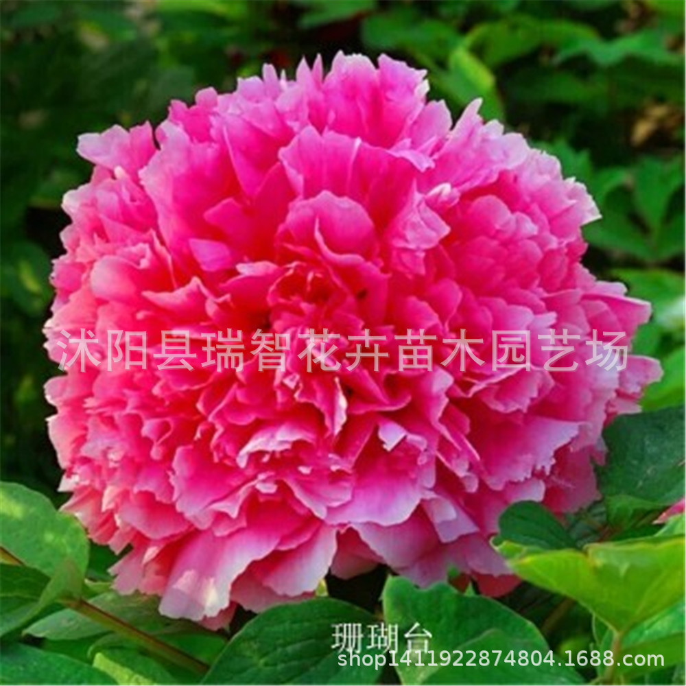 盆景花卉庭院阳台牡丹花苗 玉玺映月 紫重楼牡丹花苗 观花植物