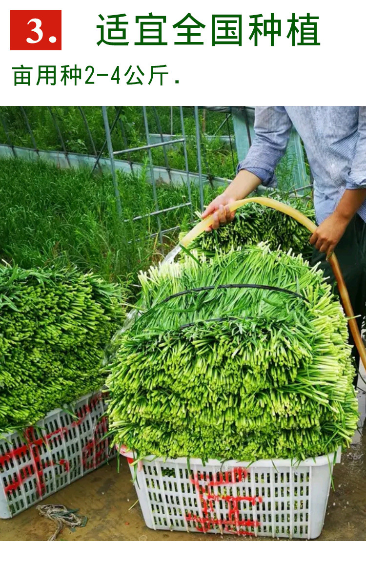 永红791韭菜种子 农田菜地农户种植叶片厚抗寒力强白根韭菜籽