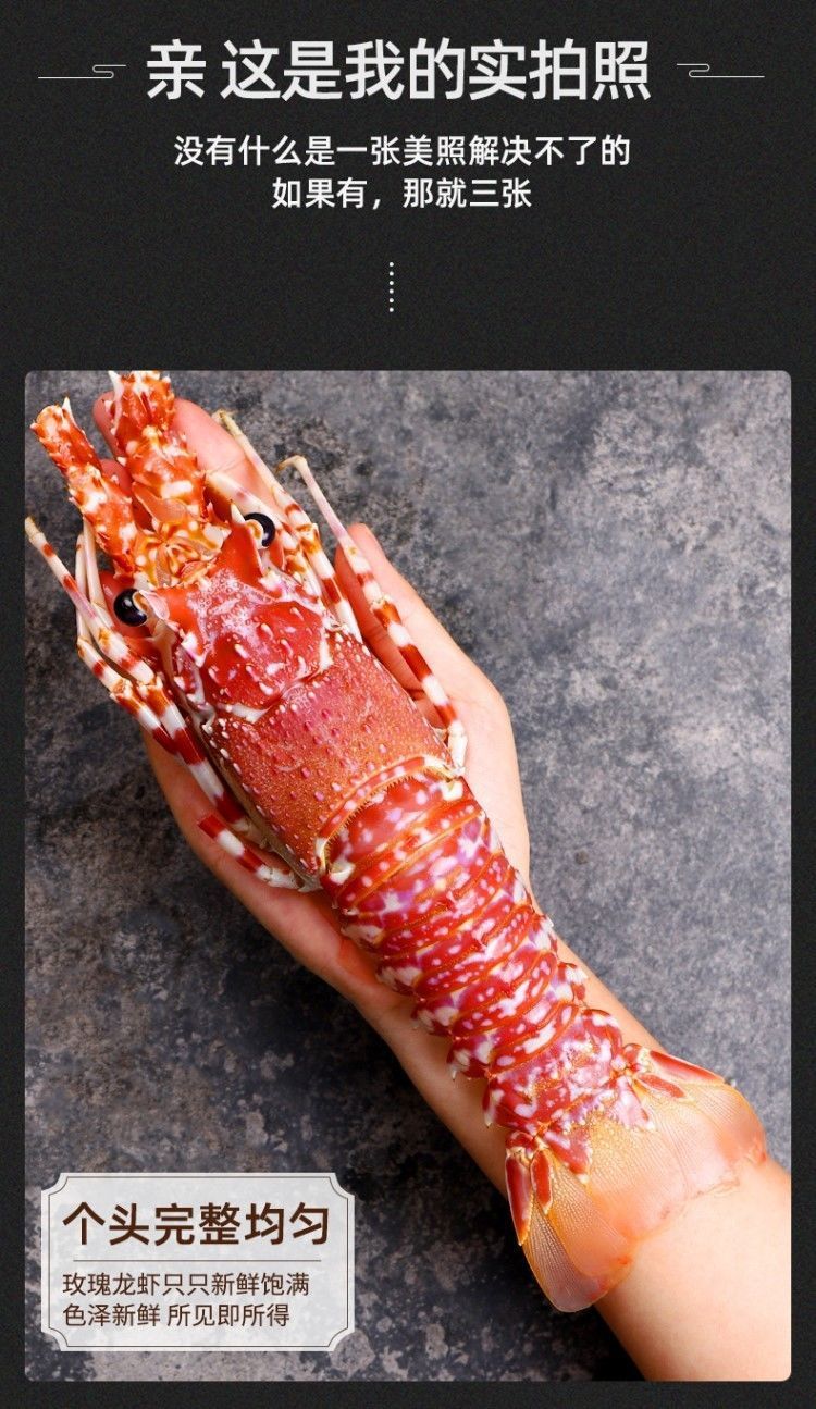 2只包邮玫瑰龙新鲜活冻海捕红龙虾海鲜水产非青龙虾澳龙刺身