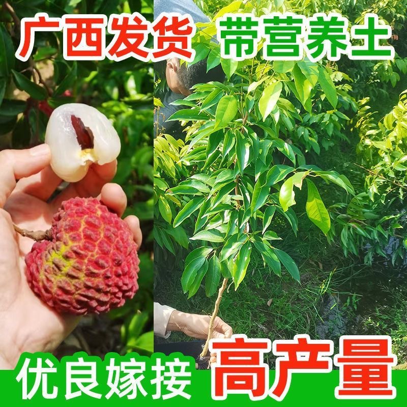 一件代发新品荔枝树苗无核嫁接桂味妃子笑白糖罂仙进奉南北方四季