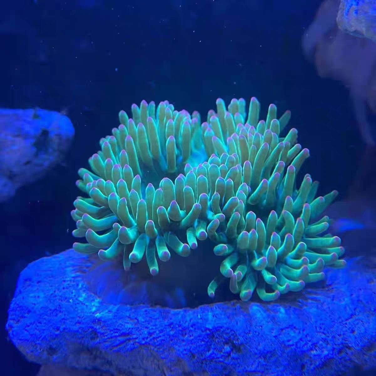 海洋活宠物荧光绿石葵紫点绿葵活体粉点小海葵海水缸造景好养易活