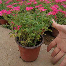 阔叶粉花美女樱 美女樱 楼盘绿化道路绿化草花 粉美女樱