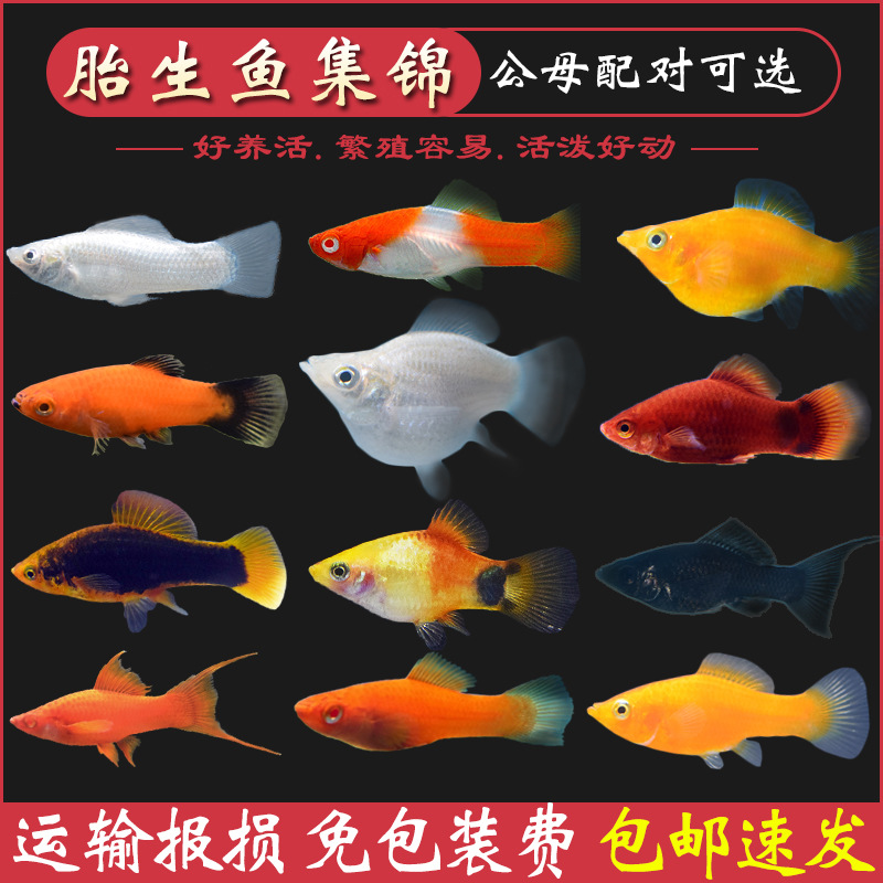 玛丽鱼观赏鱼小型胎生鱼热带鱼孔雀鱼米奇鱼黑尾月光红剑包邮