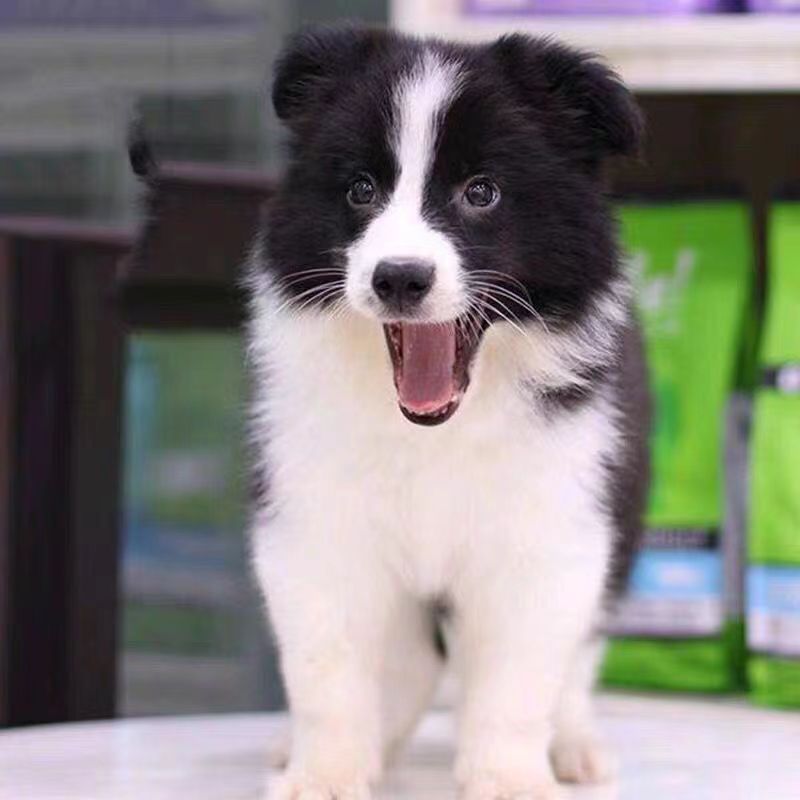 批发纯种边牧幼犬活体陨石边牧宠物狗狗小狗纯种边境牧羊犬工作犬