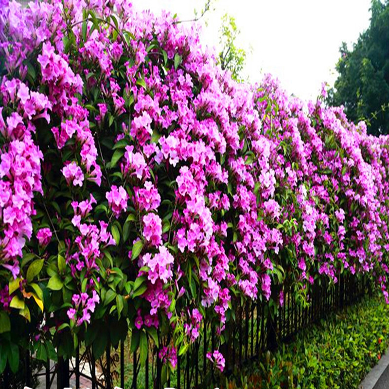 进口蒜香藤紫铃藤攀援植物苗奇特藤本花卉阳台庭院爬藤植物驱蚊虫