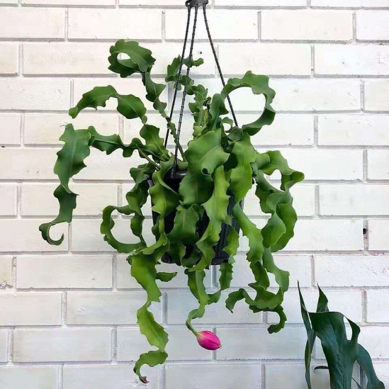 网红卷叶昙花盆栽观叶植物叶型奇特观赏绿植室内耐绿植