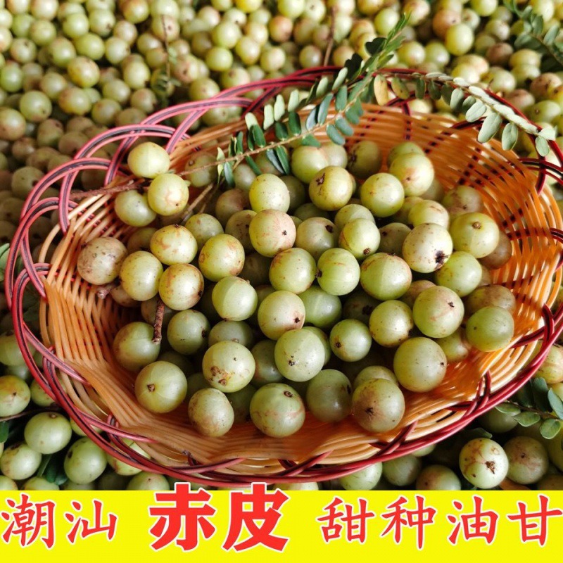 新鲜采摘潮汕赤皮甜种油柑果油甘汁奈雪榨汁余甘果牛甘果孕妇水果