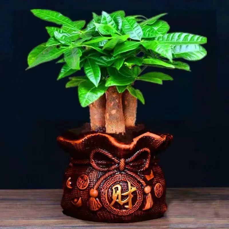 绿植小盆景发财树盆栽吸水发财树苗客厅室内大桌面盆栽植物招财树