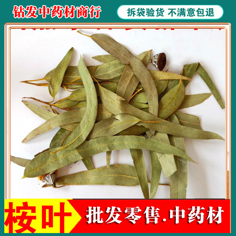 大叶桉叶