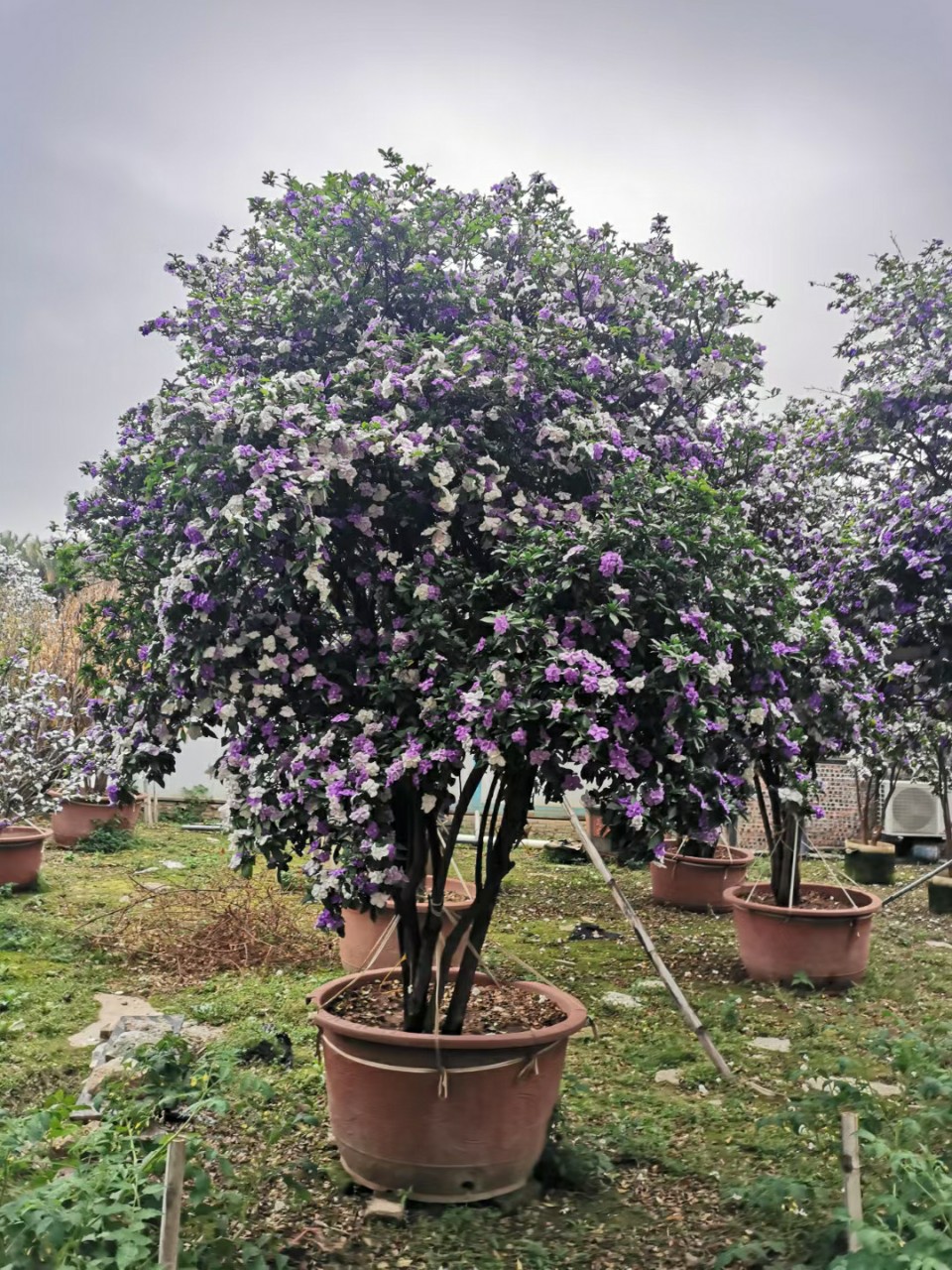 2204供应 老桩 双色茉莉 鸳鸯茉莉花 盆景 别墅 花园 庭院 浓香型