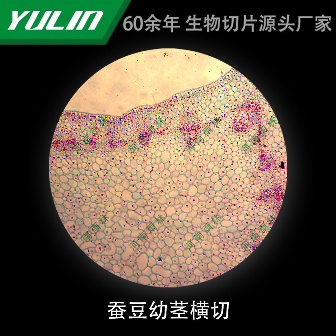 蚕豆幼茎横切微生物标本显微镜生物切片高校教学实验仪器科研玻片