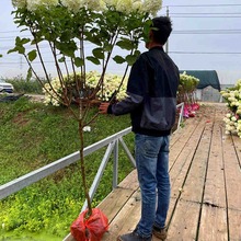 圆锥木本绣球花苗石灰灯棒棒糖大苗香草草莓盆栽阳台庭院花卉植物