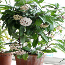 球兰大苗绿叶球兰花苗垂吊攀援花卉球兰绣球花盆栽绿植物四季常青