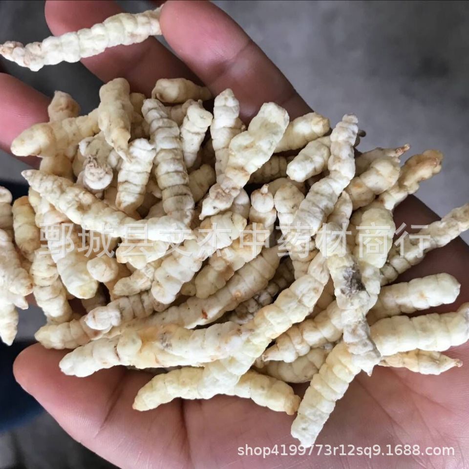 白虫草 白虫草参 肺痨草土冬虫草地摊展销会现货批发【文杰中药材