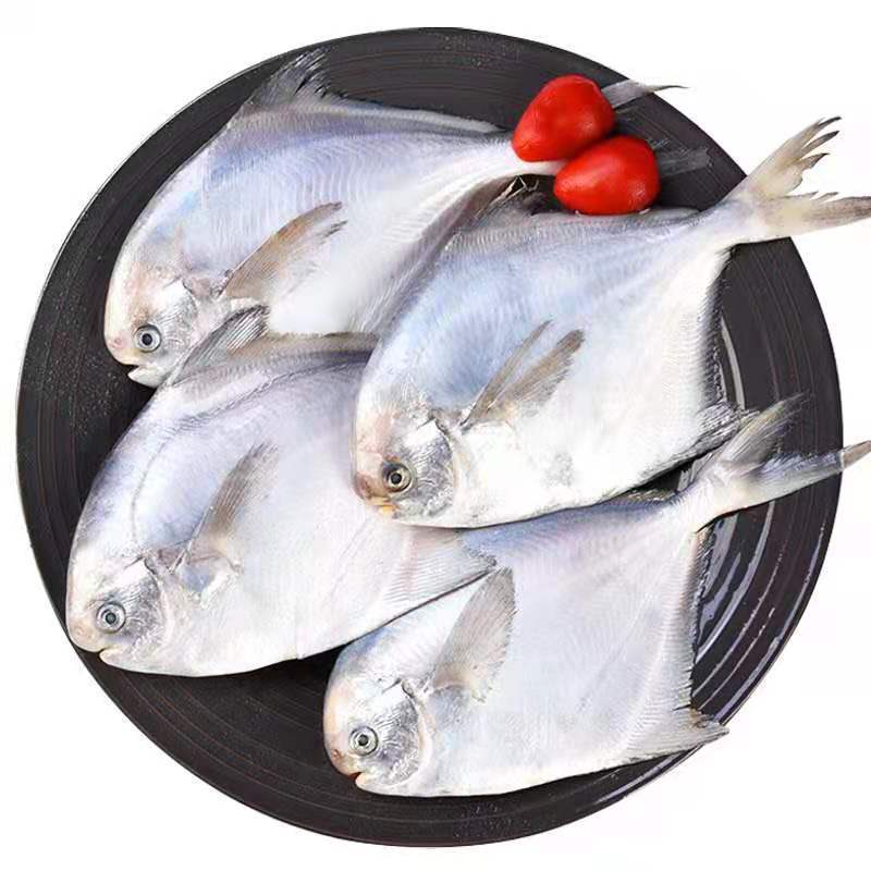 新鲜野生鲳鱼