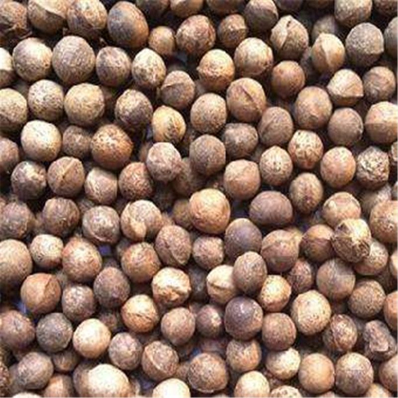 大叶小叶香樟籽新采摘香樟种子绿化行道香樟树种子四季青樟树种籽