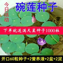 碗莲种子水培植物花种四季室内外开花不断水养睡莲荷花种子莲花种