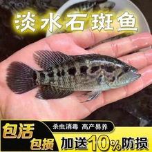 浙江石斑鱼苗淡水苗鱼养殖花斑小鱼苗石斑鱼苗食用鱼冷水鱼苗