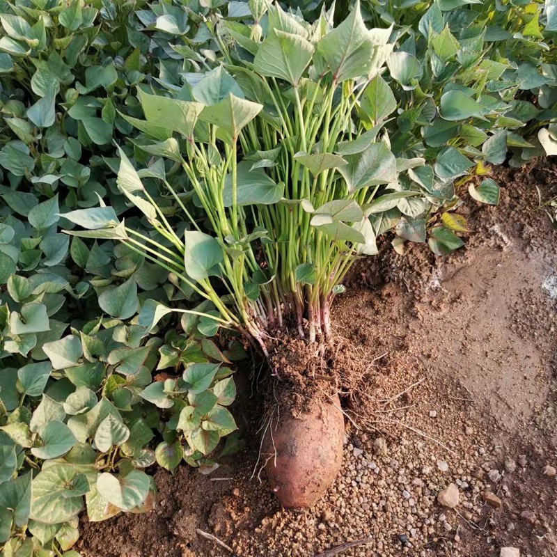 红薯苗西瓜红薯苗紫薯苗板栗薯苗烟薯25苗蜜薯苗地瓜苗 100颗包邮