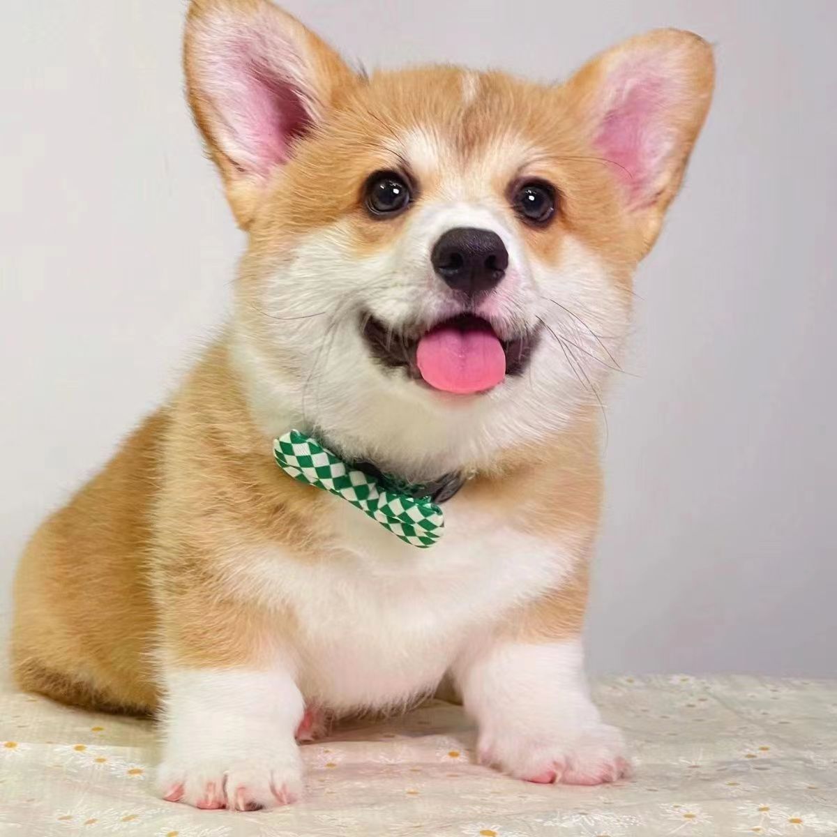 纯种柯基犬幼犬活体两色柯基双色柯基三色柯基黑白柯基小短腿柯基